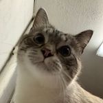 Vinnie 😎🍁🐱🍗 - @vincent_capone_ - Instagram