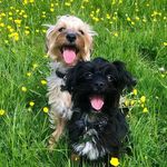 Chester and Vincent - @chesterandvincent - Instagram