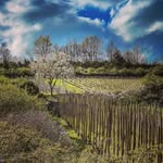 Domaine Vincent Dancer - @vincentdancer_chassagne - Instagram