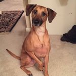 Dexter Vincent - @dextervincentthepup - Instagram