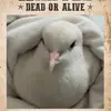 Vinny-V the dove! - @vincentdove - TikTok