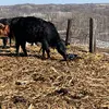 I like cool trucks and cows to - @vincentdrayna3 - TikTok