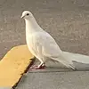 Vincent Dsouza - @vincentdsouza03 - TikTok