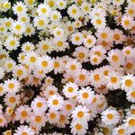 @vincent__duke - Instagram