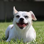 Vincent Earley Jr - @407_petphotography - Instagram