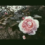 Vincent's Fall Collection - @vincentsfallcollection - Instagram