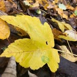 Vincent1937 - @vincent_felderer - Instagram