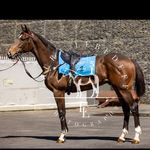 Vincent&Field Bloodstock - @vincentandfieldbloodstock - Instagram