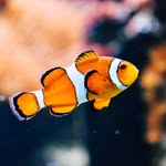 Vincent Fish - @lovefisch_vz - Instagram