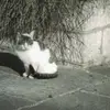 Vincent Fleming - @vincentfleming59094 - TikTok