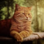 Vincent Flint - @vincentflint - Instagram
