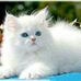 Vincente Galati - Facebook
