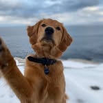 Vincent Good Boy - @officialgoodboyvincent - Instagram