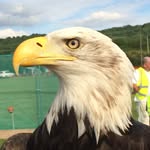 Vincent Goodyer - @vincentgoodyer - Instagram
