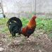 Vincent Gregorio - Facebook