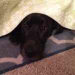 Vincent Griffith - @vincentthegreatdane - Instagram