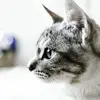 Vincent Hanna - @vincent.hanna6 - TikTok