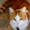 Vincent Van D-Head - @vincent.van.dhead - TikTok