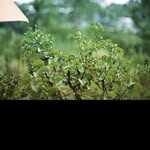 @vincenthellerr - Instagram