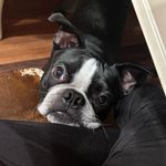 Vincent Gene Hook - @mybostonvinny - Instagram