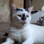Vincent_house_of_cats🐾🐶 - @vincenthouseofcats12 - Instagram