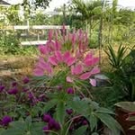 Vincent Koh Koh - @hock_soon_ - Instagram