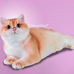 Vincent Land - @vincent._land - Instagram