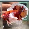 vincent leong - @vincent.leong78 - TikTok