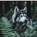 Vincent Loftus - Facebook