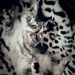 vincent lorenz - @bine171282 - Instagram