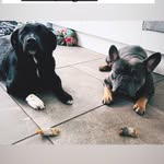 Vincent & Mabel - @thelifeof_vincent_mabel - Instagram
