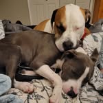 Vincent and Mabel - @vincent_and_mabel - Instagram