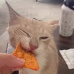 Mango 🐾 - @vincent._mango - Instagram