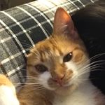 Vincent Mango - @vincent__mango_ - Instagram