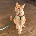 Vincent Mango - @vincent_mango_thecat - Instagram