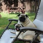 Vincent and Georgia Manley - @the.manley.pugs.xo - Instagram