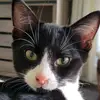 Vincent's Manor🐈‍⬛ - @vincentsmanor - TikTok