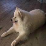Vince9 - @vincent.massaro - Instagram