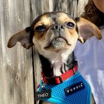 Theodore Vincent Flores-McCall - @bad2thedogbone - Instagram