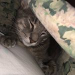 Vincent Vegas McCall - @vinnyvegasmeow - Instagram
