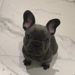 Vincent Mead - @frenchievinmead - Instagram