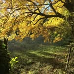 Vincent Michaud - @unenaturephoto - Instagram