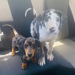 Napoleon and Vincent - @vincent.and.napoleon - Instagram