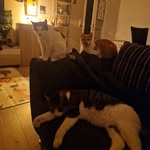 Celina Brokop - @kappi_vincent_nero - Instagram