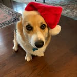 Vinny Oakes - @vincentvancorgie - Instagram