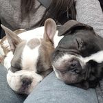 Vincent and Oakley - @thefrenchiebros_ - Instagram