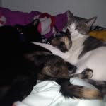 Vincent And Pablo And Lizzy - @vincent_pablo_and_lizzy - Instagram