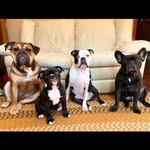 Vincent, Percy, Velma, Moria - @thefellowshipofthenub - Instagram