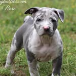 Vincent Pray - @4milebullies_llc - Instagram