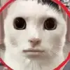 vincent prisco - @vincent.prisco1 - TikTok